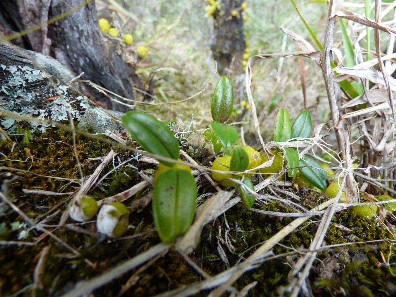 Bulbophyllum 12