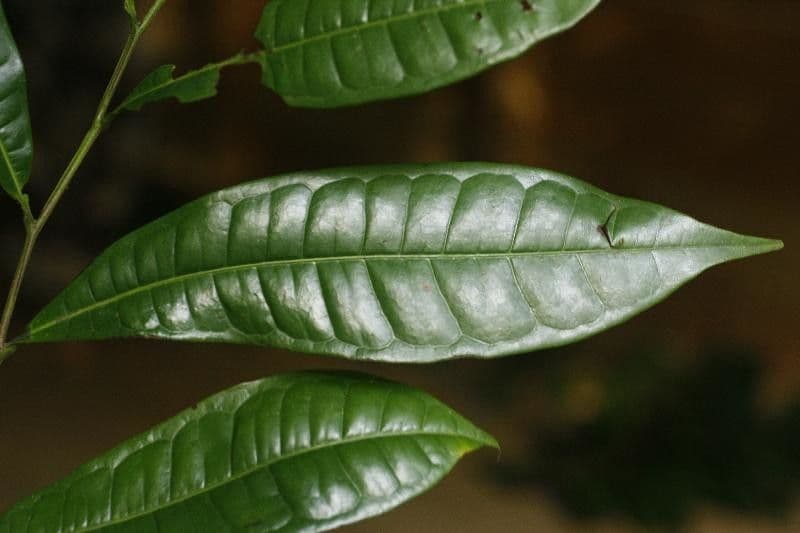 Vantanea 4