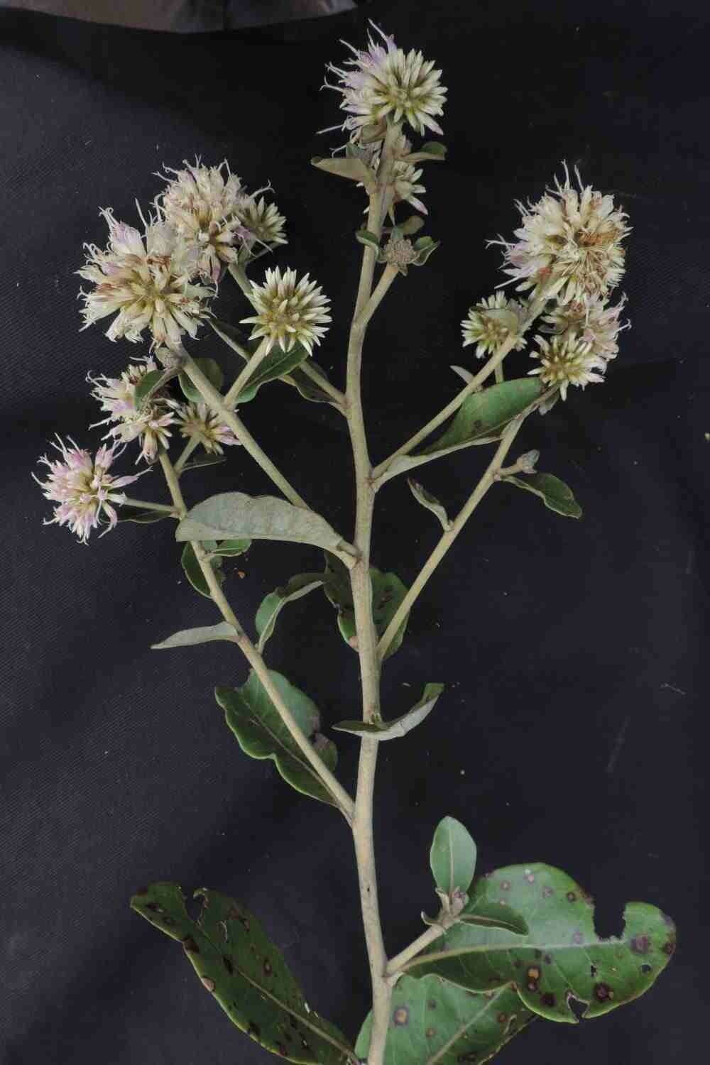 Eremanthus