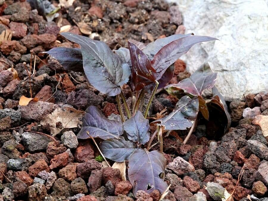 Lisimachia ciliata 28