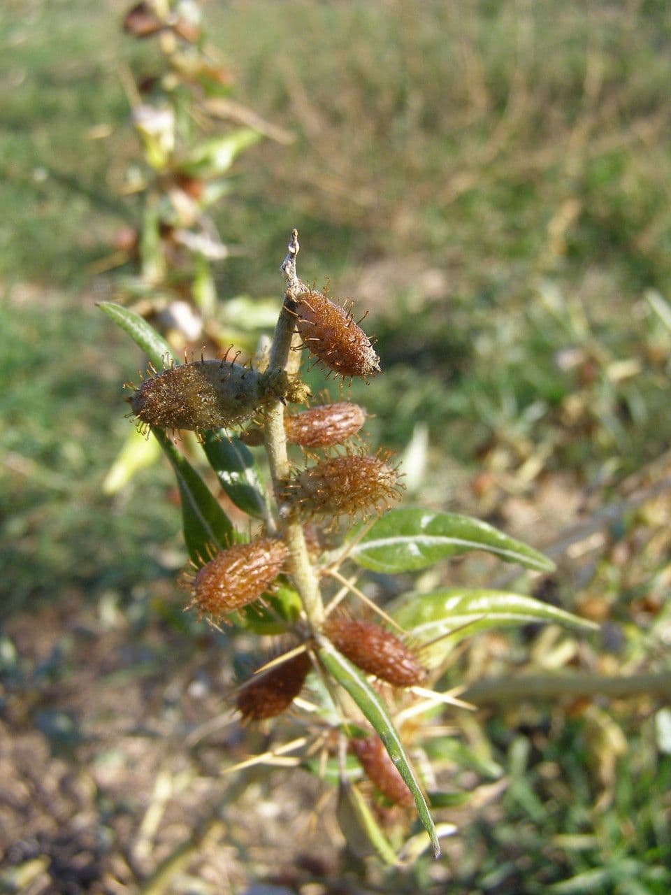 Lappola spinosa 5