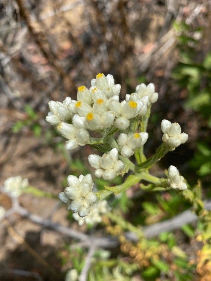 Gnaphalium californiano 3