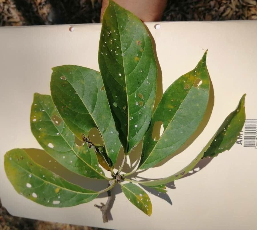 Cordia gerascanthus 5