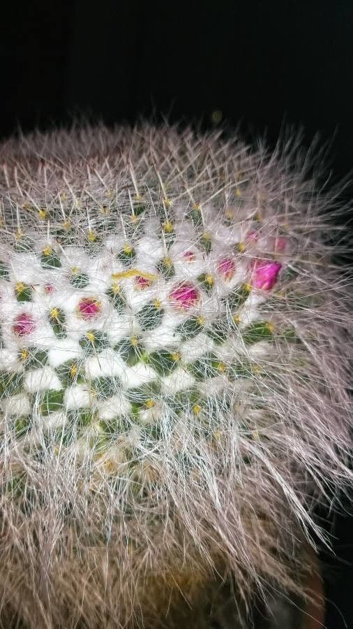 Cuscino della suocera 27