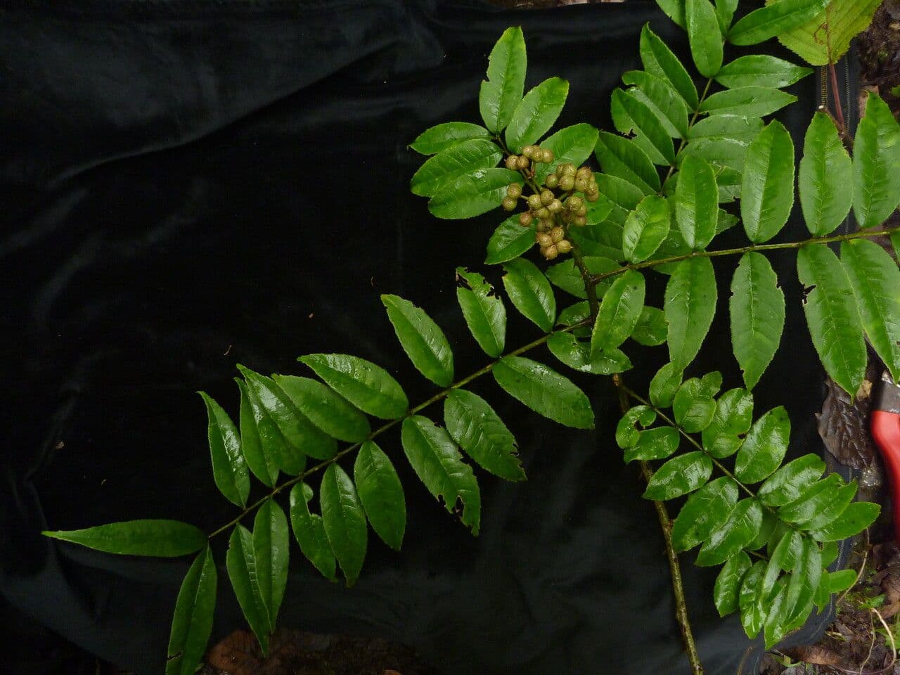 Zanthoxylum 4