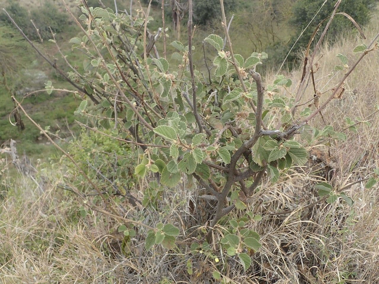 Grewia 7