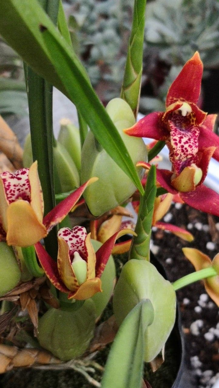 Cymbidium 3