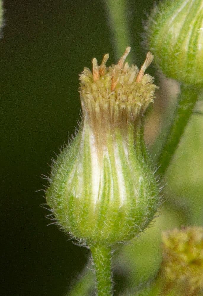 Weißliches Berufkraut 8