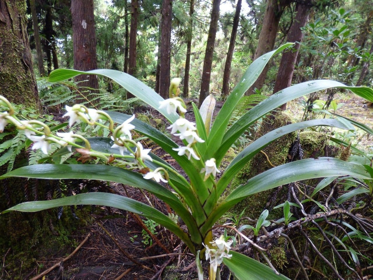 Angraecum 7