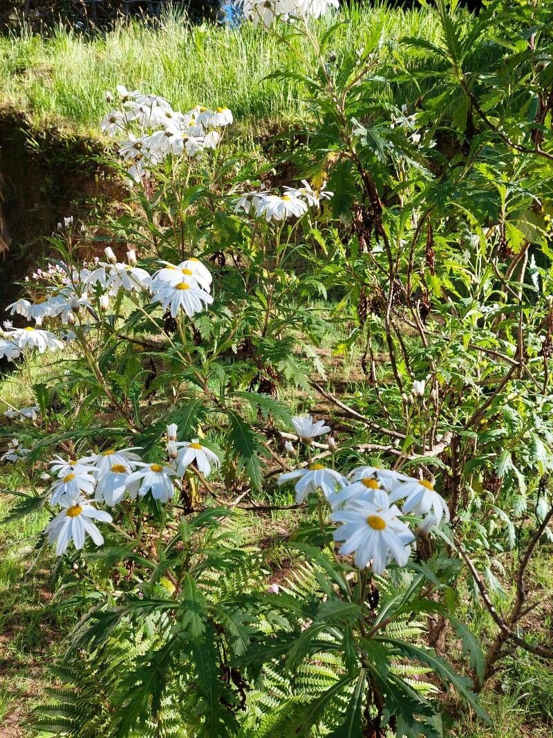 Argyranthemum