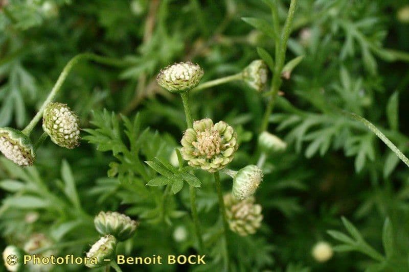 Cotula australis 20