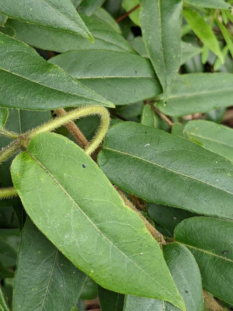 Caprifoglio acuminato 23