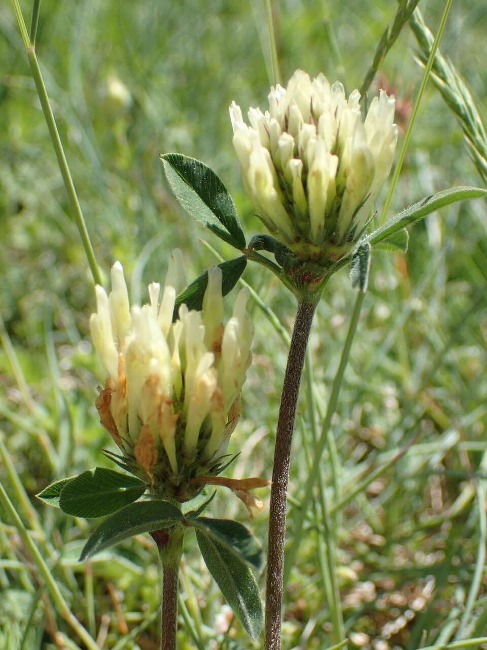 Sulphur clover 25