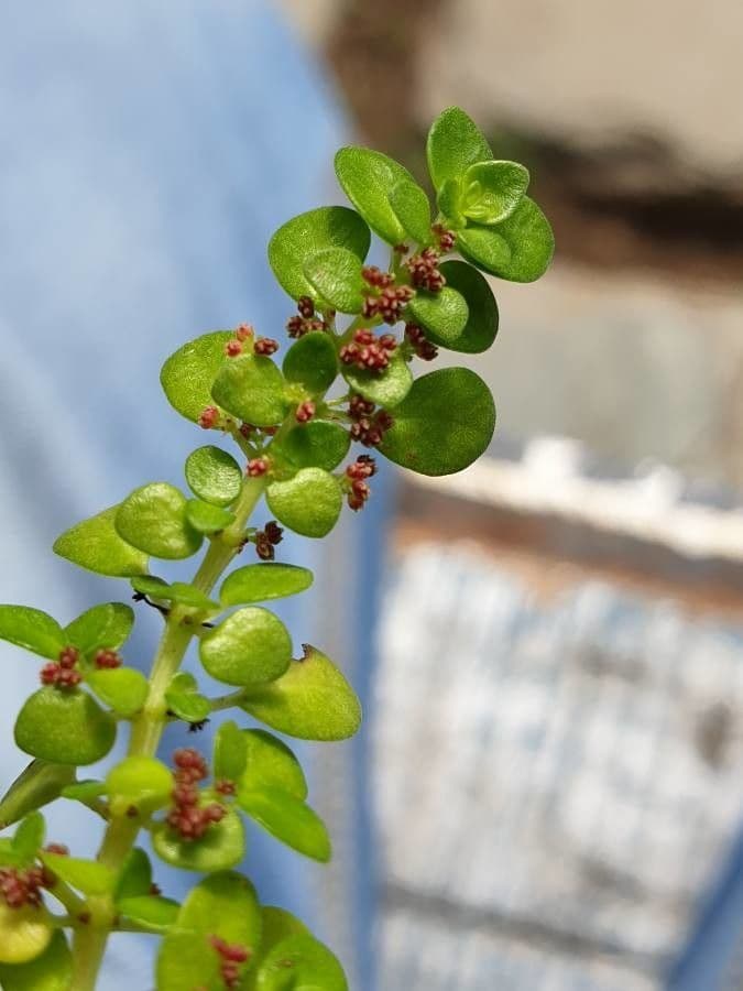 Pilea microphylla 16