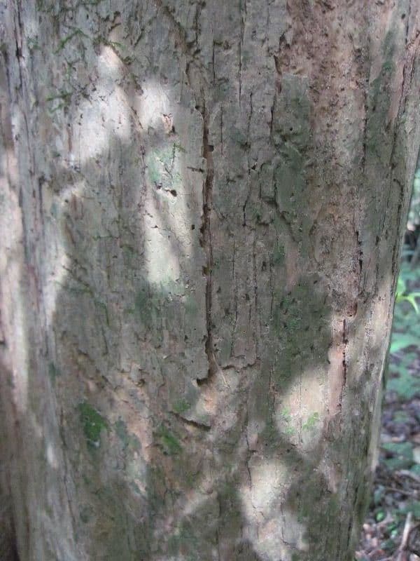 Geissospermum liscio 12