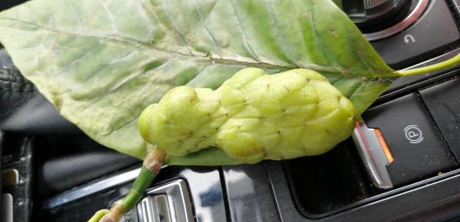 Magnolia acuminata 4