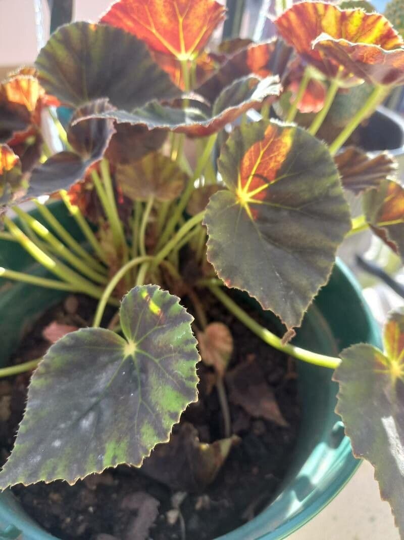 Begonia 12