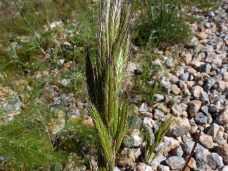 Brome lancéolé 2