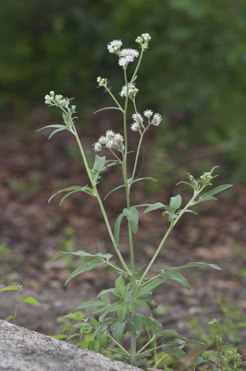 Klebrige Florestina 3