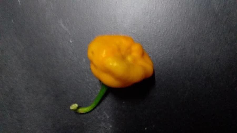Peperoncino cinese 4