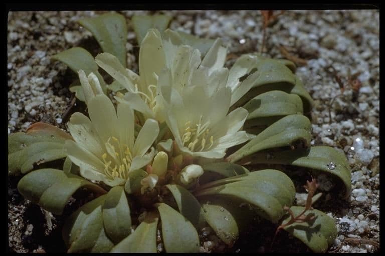 Lewisia 9