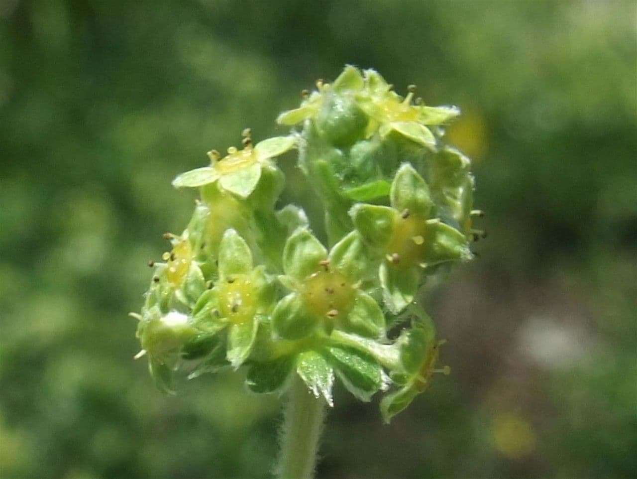 Alchemilla congiunta 3