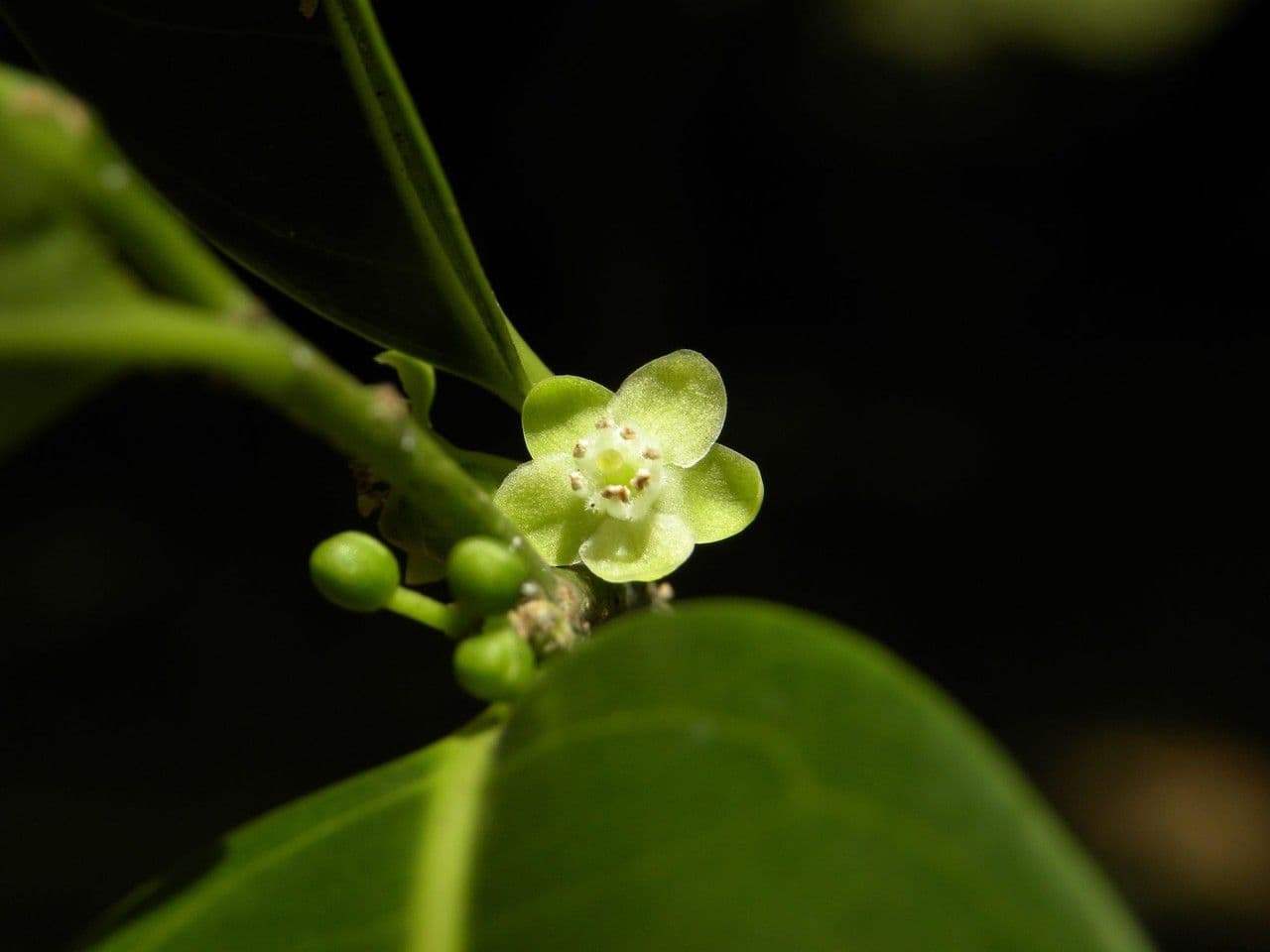 Casearia