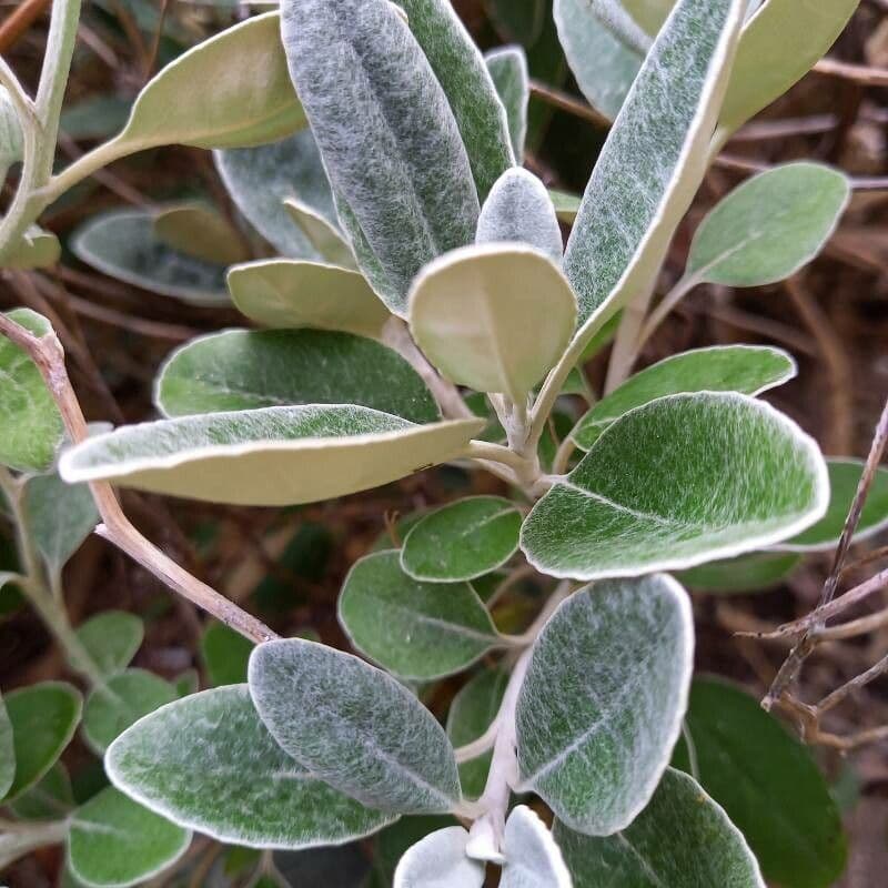 Brachyglottis 16