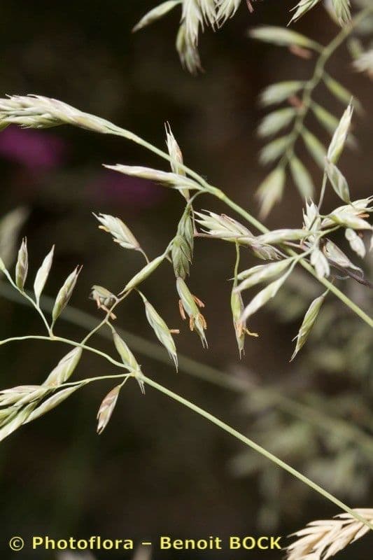 Festuca pallida 20
