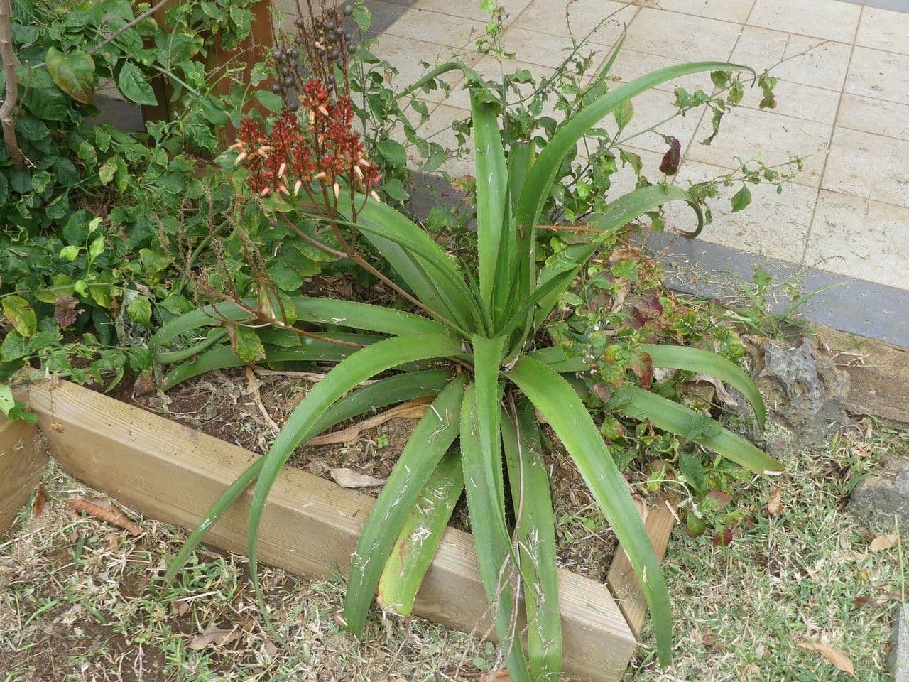 Aloe 12