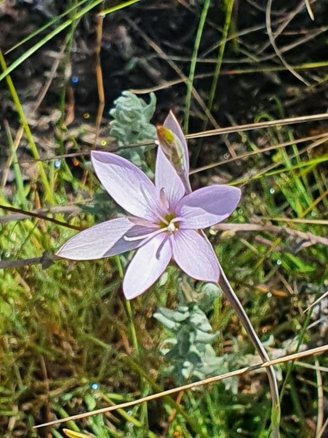 Hesperantha