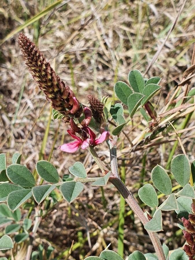 Indigofera 4