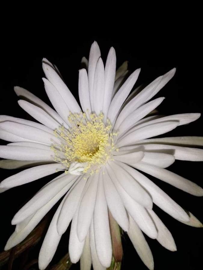 Cactus 7
