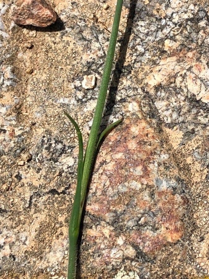 Clavel de monte 18