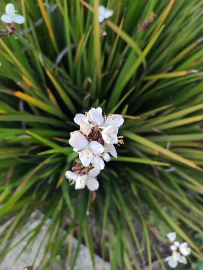 Fiore di raso del Cile 4