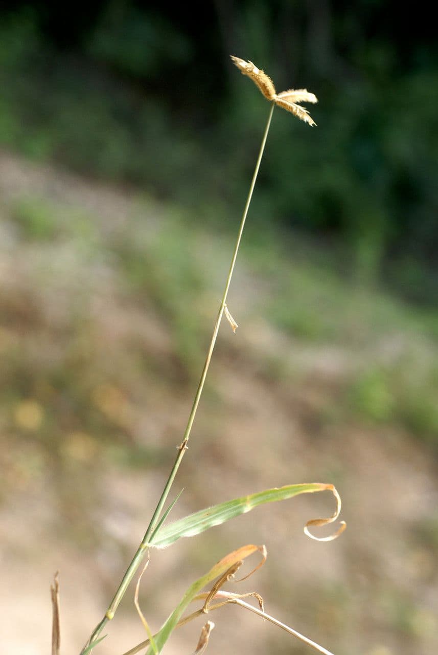Gramigna egiziana 30