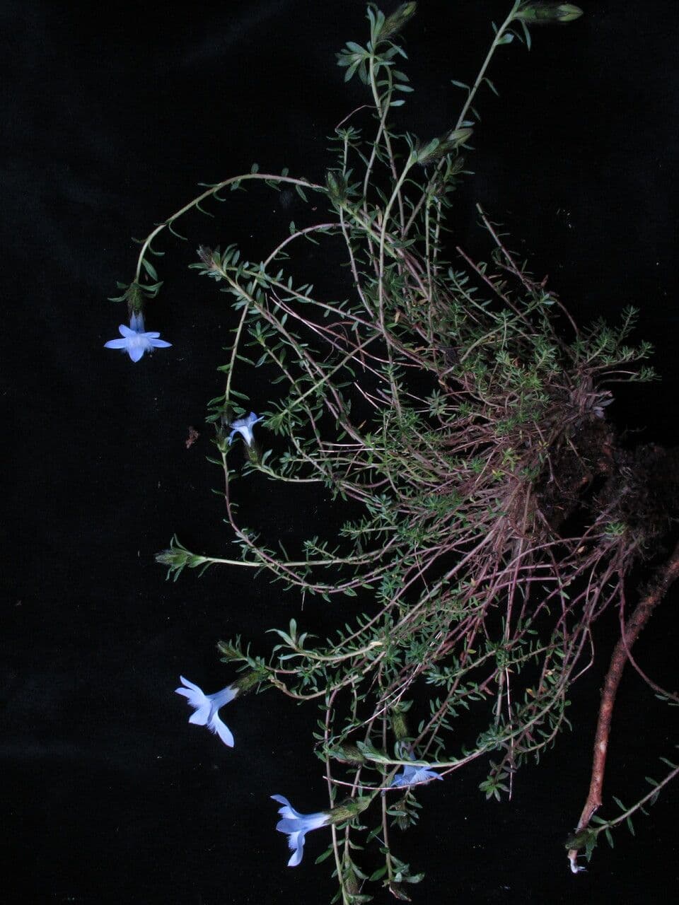 Cyananthus 7