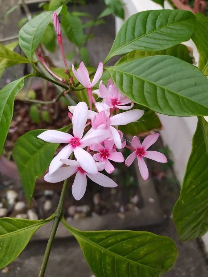 Kopsia 4