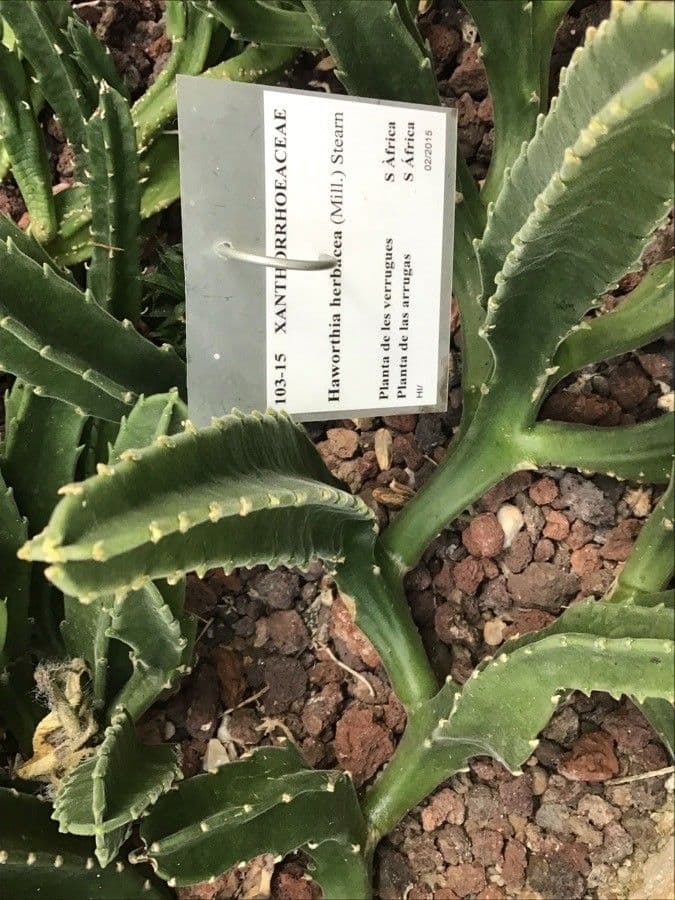 Haworthia