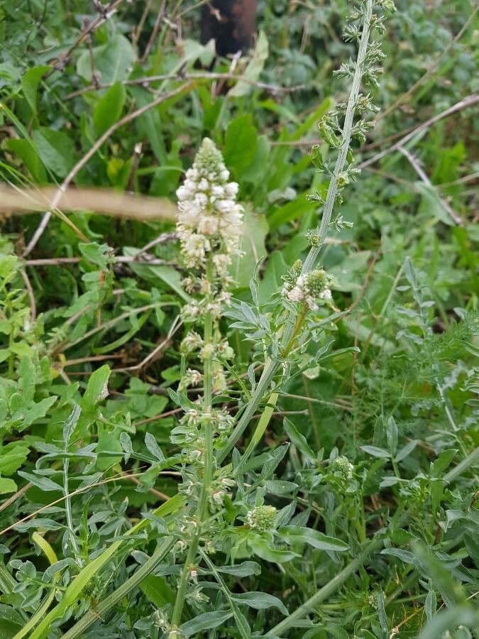 Reseda bianca 4