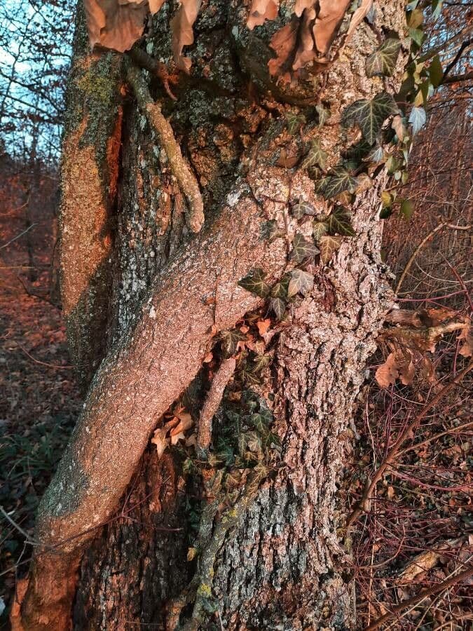 Gemeiner Efeu 25