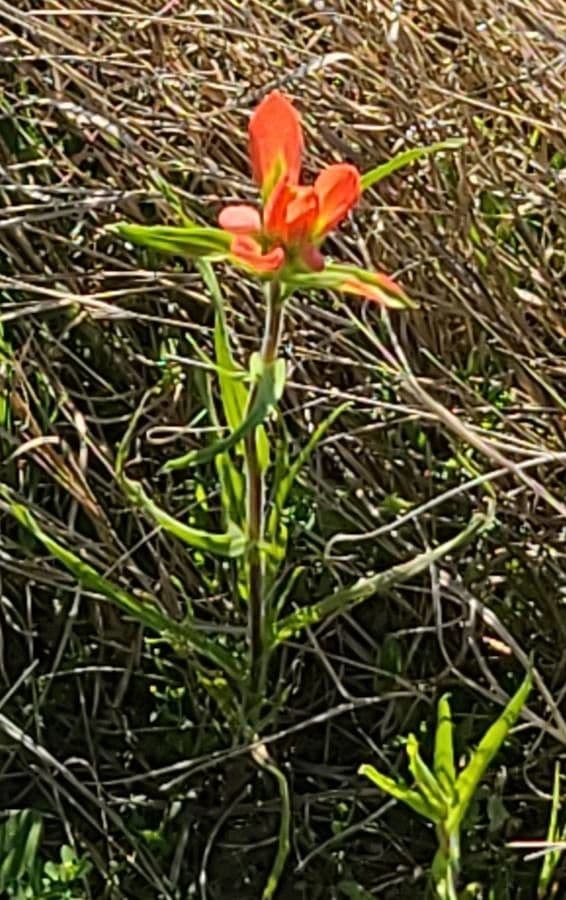 Castilleja 12