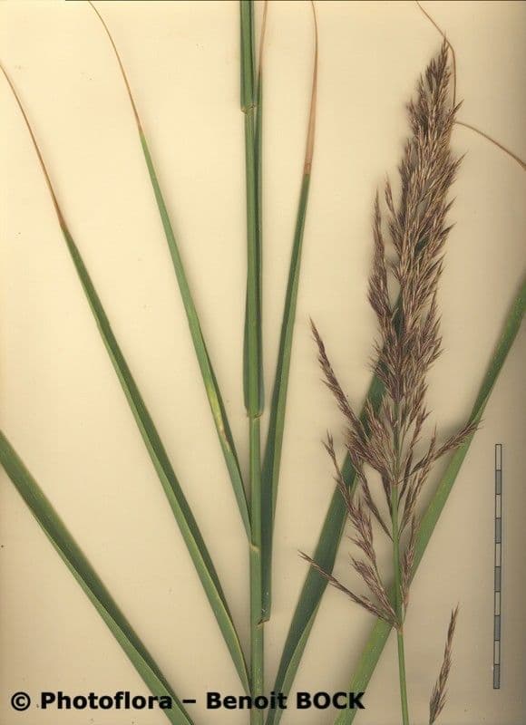 Arundo 14