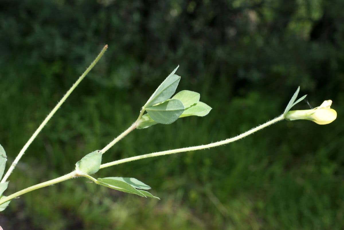 Spargelklee 25