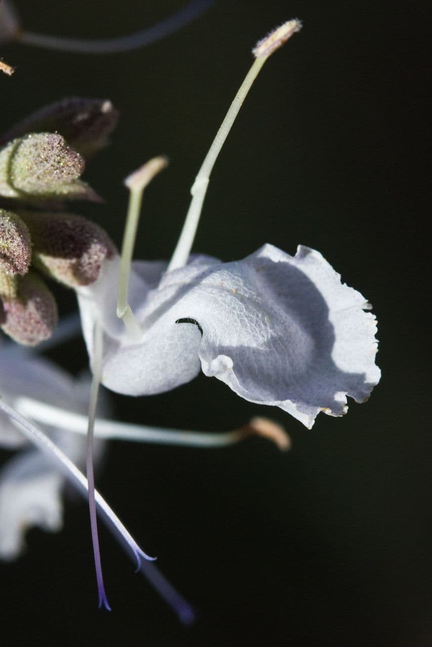 Salvia bianca 8