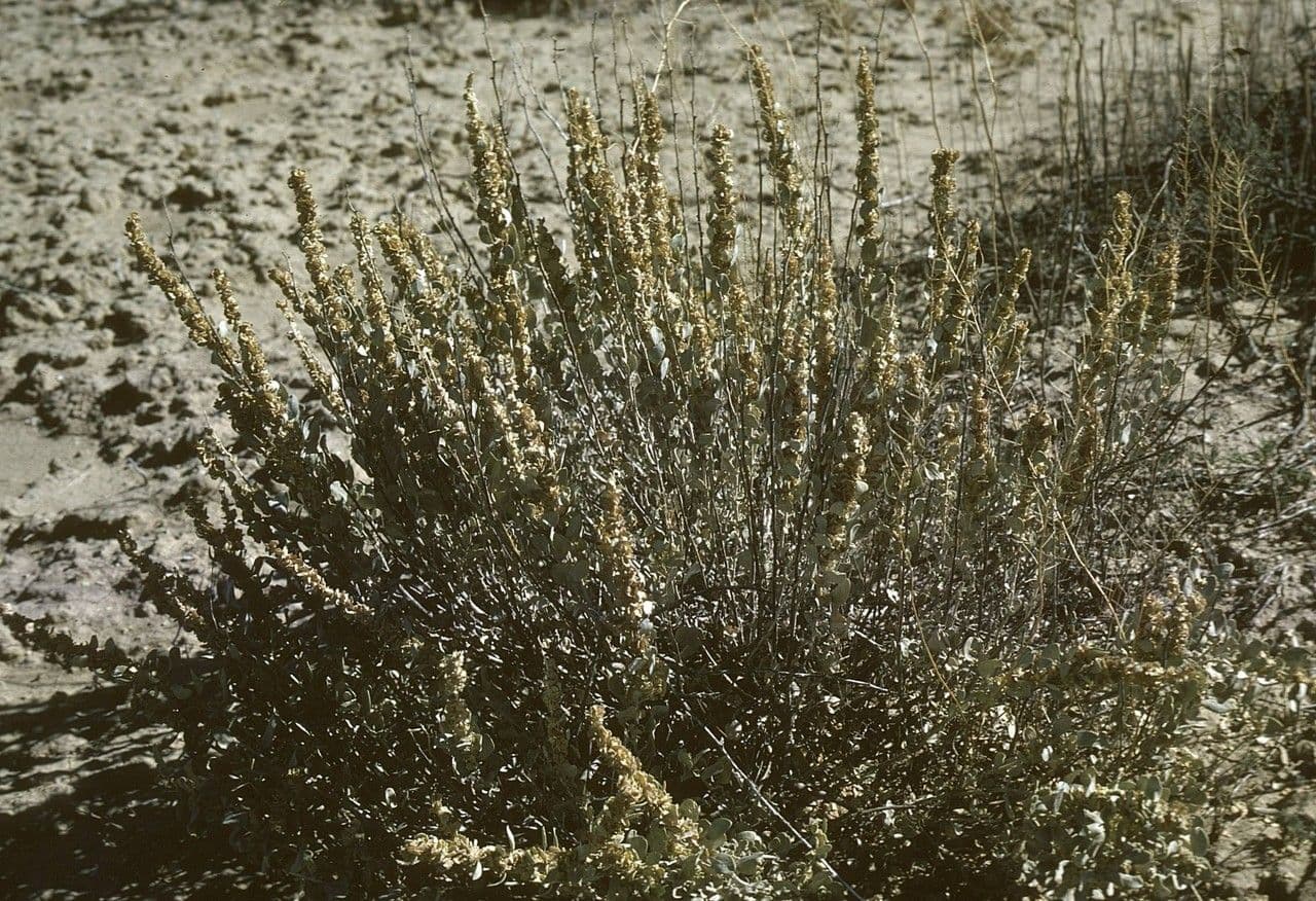 Atriplice obovata 3
