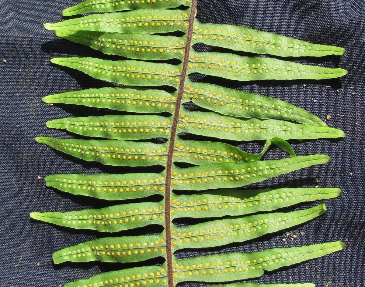 Serpocaulon 6