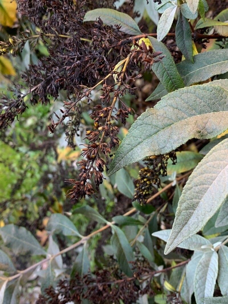 Buddleja asiática 4