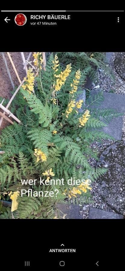 Farnblättrige Fumaria 13