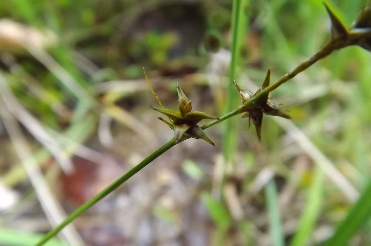 Carice stellata 8